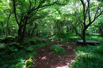 fine path through wild spring forest