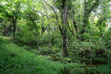 Obraz premium lively dense forest with old trees and fern