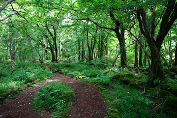 fascinating forest path in the gleaming sunlight