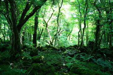 lively dense forest with old trees and fern