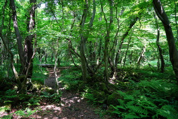 fascinating forest path in the gleaming sunlight