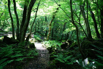 fascinating forest path in the gleaming sunlight