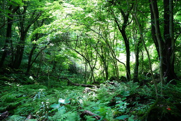 lively dense forest with old trees and fern