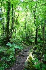 fine path through wild spring forest