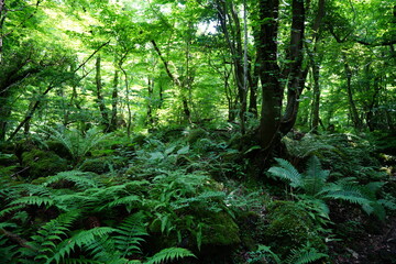 lively dense forest with old trees and fern