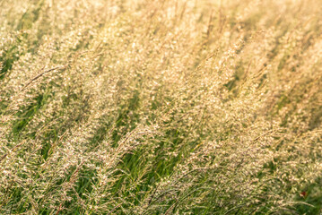 Lovely Summer sunrise glow of wild grasses in field in English countryside with selective focus technique used