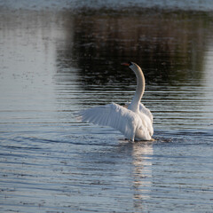 Graceful Mute Swan Cygnus Olor on lake with wings spread open showing full detail and beauty of wings