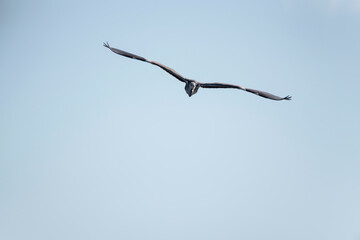 Beautiful image of Grey Heron Ardea Cinerea in flight over Somerset Levels wetlands landscape in Spring