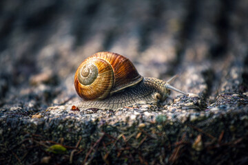 Alpine Snail