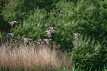 Obraz na płótnie Canvas Flock of Curlew Numenius Arquarta birds in flight over lush green landscape in Spring