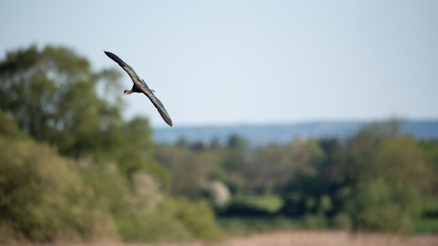 Beautifully detailed image of Glossy Ibis Plegadis Falcinellus in flight over wetlands landscape in Spring