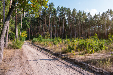 Dirt road in a pine forest. Young trees have been planted in the clearing instead of cut down old...