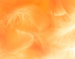 Beautiful abstract white and brown feathers on white background and soft yellow feather texture on white pattern and yellow background, feather background, gold feathers banners, brown texture