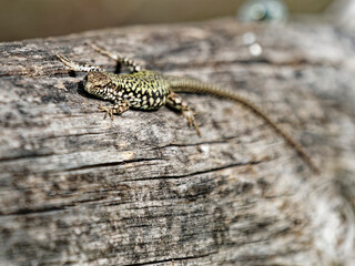 detail of a lizard