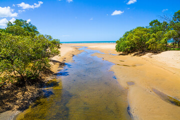 Creek running through mangrove trees towards the beach