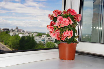 A pink indoor flower stands on the window in the rays of the setting sun.