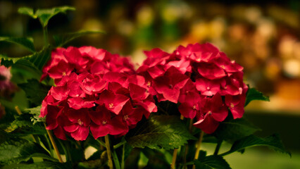 Pink hydrangea flower on a blurred background. Landscape design concept, plants, background