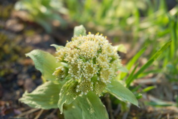 道端に咲く黄色の花