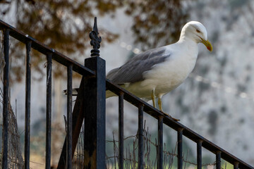 Gaviota