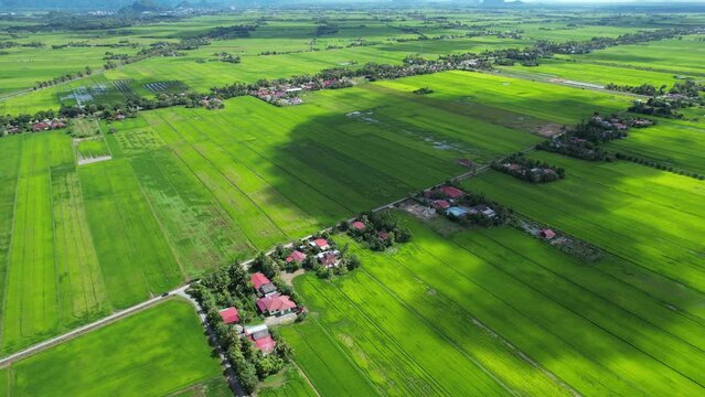 The Paddy Rice Fields of Kedah and Perlis, Malaysia