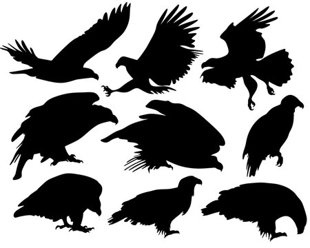 Set of animal silhouettes in black. Set of eagle flat icons isolated on a white background