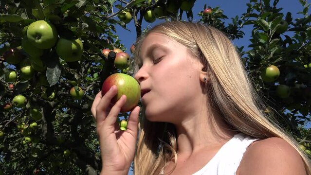 Child Eating Apple, Rustic Kid in Orchard, Tasting Fruits in Tree, Farmer Blonde Girl at Village at Countryside