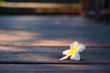 The walkway was made of wood with white frangipani flowers falling.