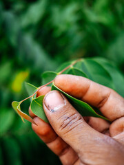 human hand with nature