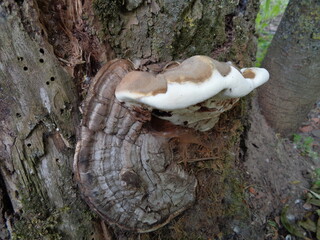 Ganoderma applanatum, the artist's bracket, artist's conk, artist's fungus or bear bread,  is a bracket fungus - obrazy, fototapety, plakaty