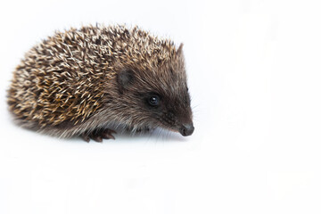 European hedgehog, Erinaceus europaeus, also known as the West European hedgehog or common hedgehog, in front of white background 