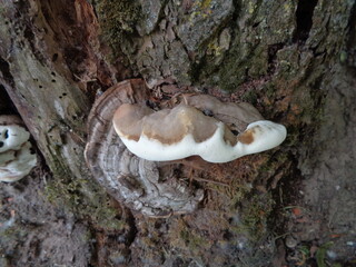 Ganoderma applanatum, the artist's bracket, artist's conk, artist's fungus or bear bread,  is a bracket fungus