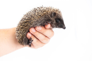 European hedgehog, Erinaceus europaeus, also known as the West European hedgehog or common...