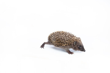 European hedgehog, Erinaceus europaeus, also known as the West European hedgehog or common...