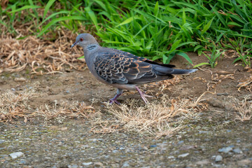 pheasant in the grass