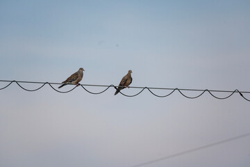 birds on wire fence
