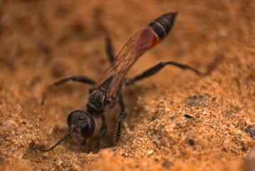 A wasp digging in sand.