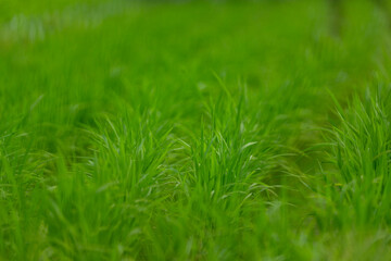 Fototapeta premium green grass background