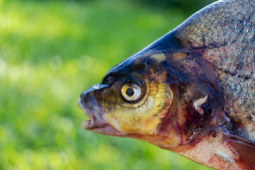 Big fresh bream. Freshly caught river fish. Large tasty fish close-up.