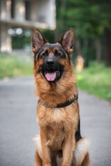 german shepherd portrait