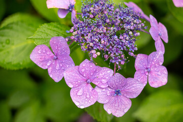 雨に濡れた紫陽花のアップ