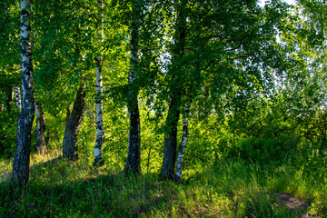 birch grove, summer forest, fresh green leaves
