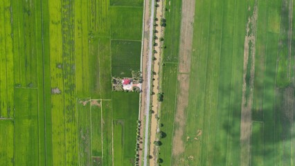 The Paddy Rice Fields of Kedah and Perlis, Malaysia