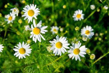 chamomile flowers in a meadow on a bright sunny day, macro
