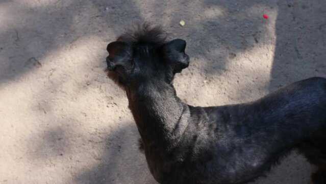 Young black labradoodle dog portrait