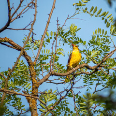 eurasian golden oriole (oriolus oriolus)  hidding in tree foliage
