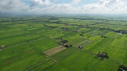 The Paddy Rice Fields of Kedah and Perlis, Malaysia