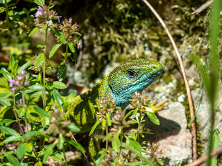 curious green lizard between grass