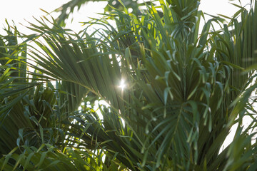 Palm tree and blue sky with clouds
