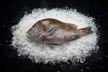 fresh sea pike fish on ice on a black background