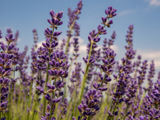 close up of bunch of lavender flowers in blossom